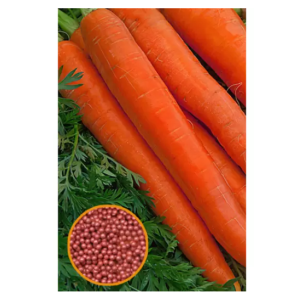 Семена Морковь Витаминная -6 столовая 1,5г фото из интернет-магазина Строймикс