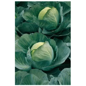 Семена Капуста Золотой гектар б/к 0,5 г фото из интернет-магазина Строймикс